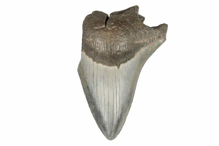 Partial, Fossil Megalodon Tooth #193996